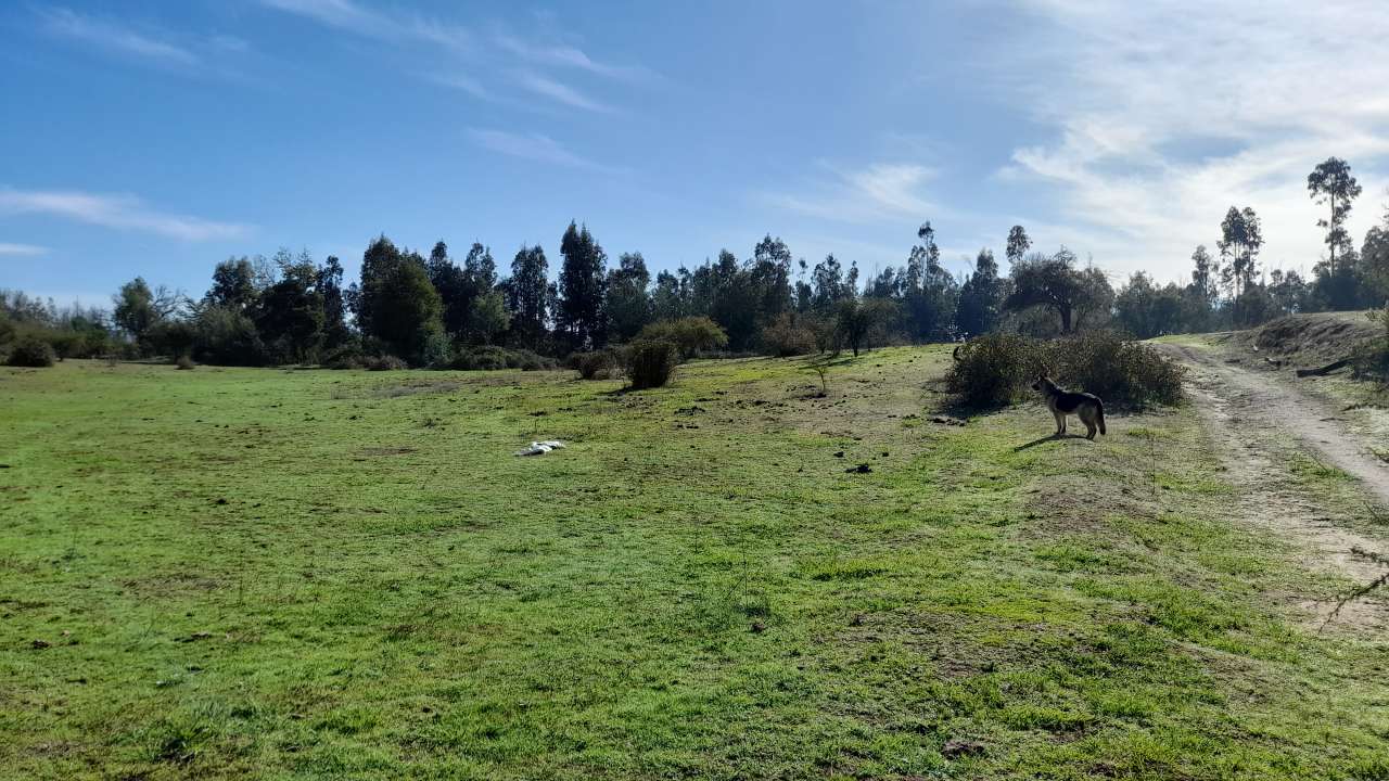 Campo Agrícola Comuna De San Rafael ,Septima Región